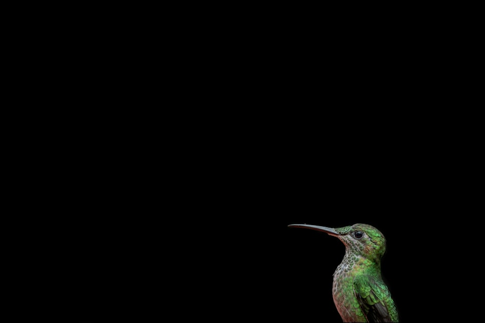 Wildlife Tourism: A Guide to Arizona’s Nature