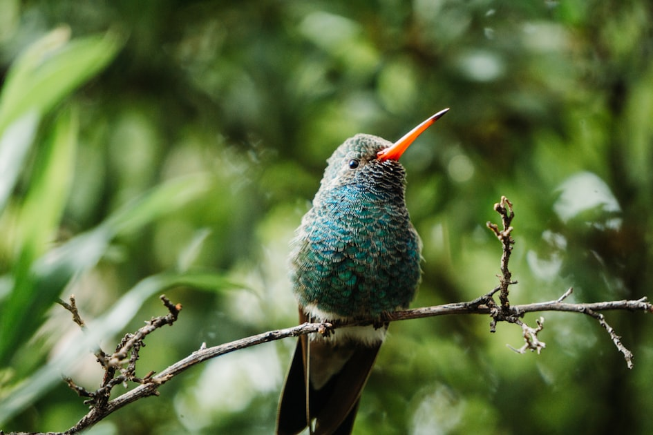 Exploring Arizona’s Hummingbird Capital